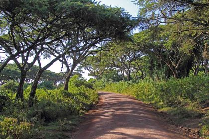 Road along the rim in the forest of Ngorongoro Conservation Area, Tanzania