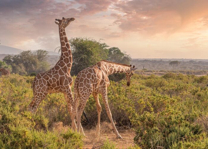 east africa safari