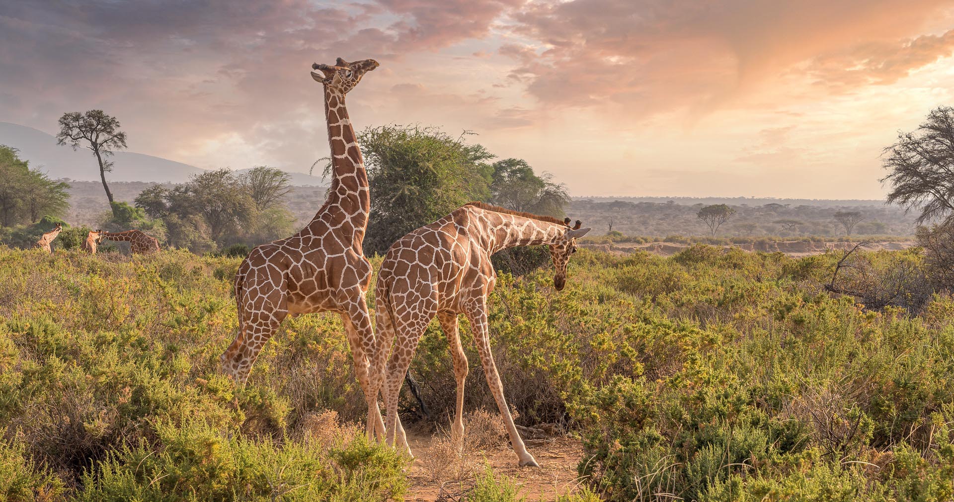 east africa safari