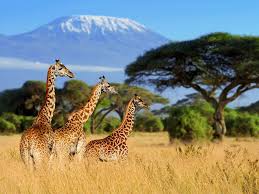 African Safari