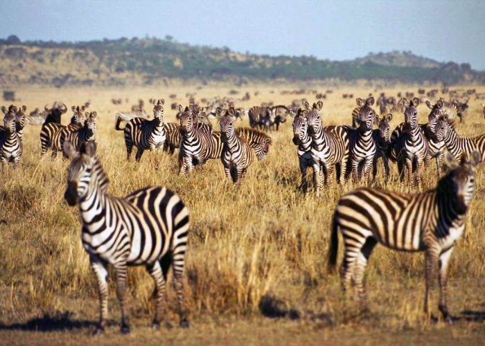 Best Time to Visit Tanzania for a Wildlife Safari with Marumaru East Africa Safaris
