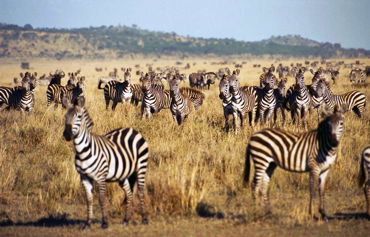 Best Time to Visit Tanzania for a Wildlife Safari with Marumaru East Africa Safaris Best Time to Visit Tanzania for a Wildlife Safari with Marumaru East Africa Safaris