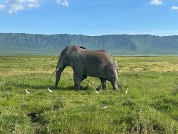 Luxury vs Budget Tanzania Safaris: What’s the Real Difference?