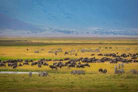 Serengeti vs Ngorongoro: Which Safari Experience Is Better?