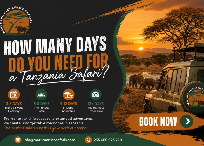 tanzania safaris